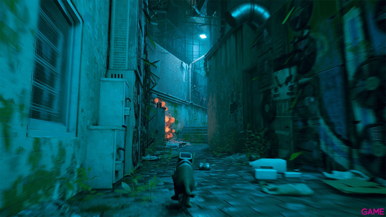 Stray
