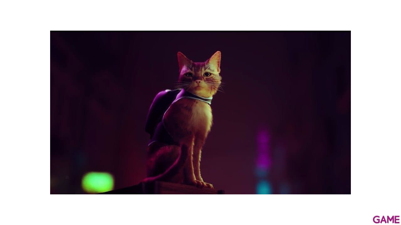 Stray